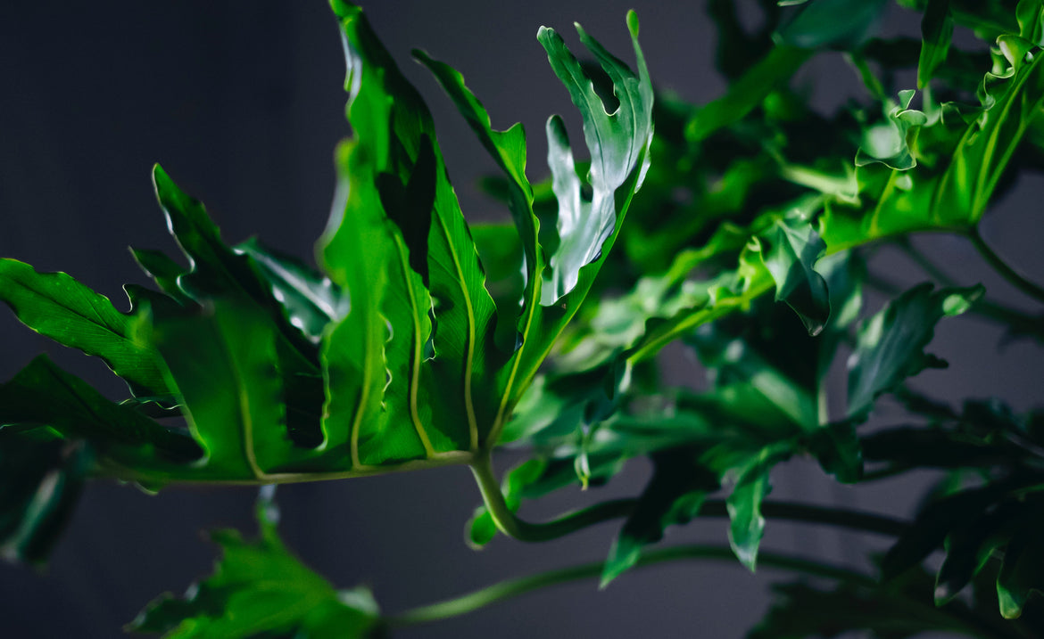 7 Easy Rules Of Philodendron