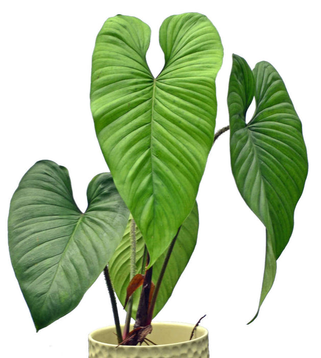 Philodendron Pseudoverrucosum