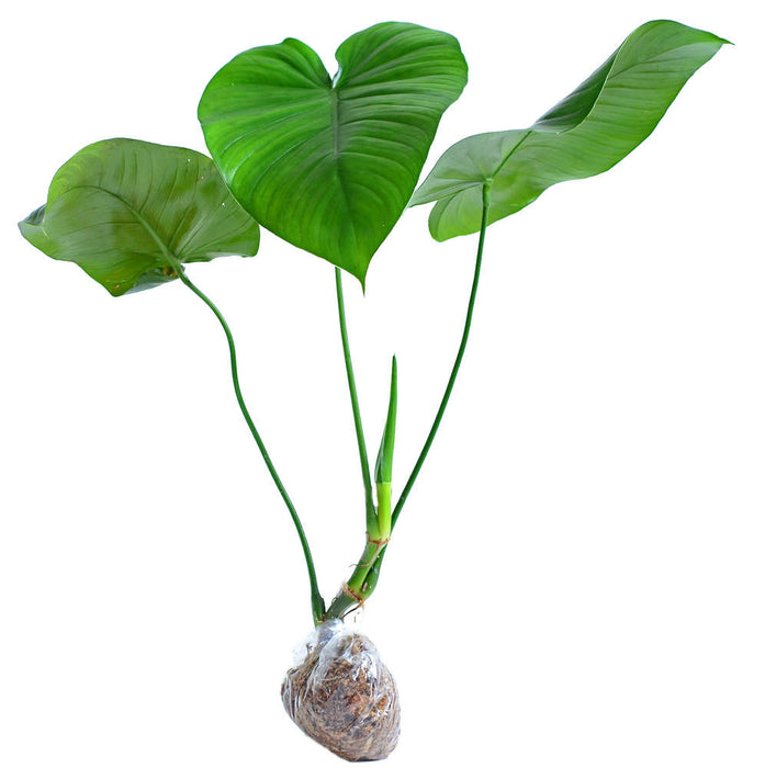 Philodendron Colombianum