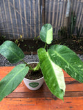 Philodendron Josebuono