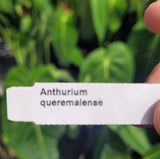 Anthurium Queremalense
